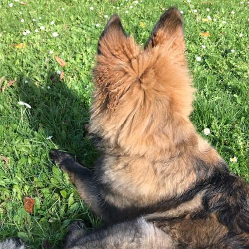 Schäferhündin Paulas liegt im Gras, zu sehen ist ihr Kopf von hinten.