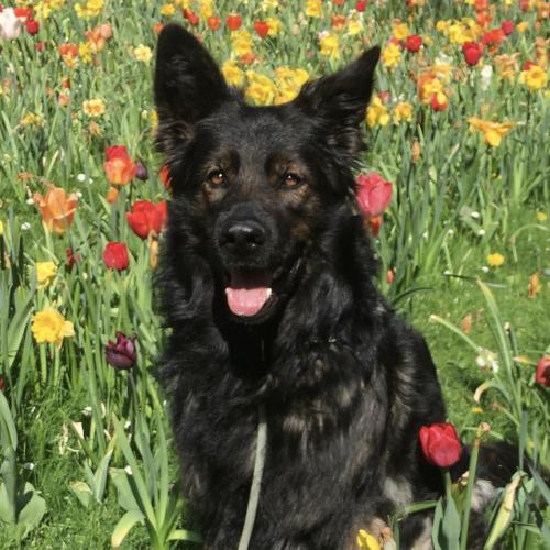 Hündin Paula sitzt im hellen Sonnenlicht mitten in einer Blumenwiese.