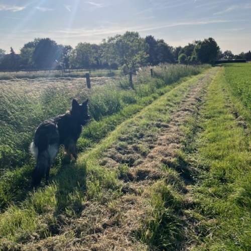 Altdeutsche Schäferhündin Paula auf einem frisch gemähten Feldweg und schaut zurück in die Kamera.