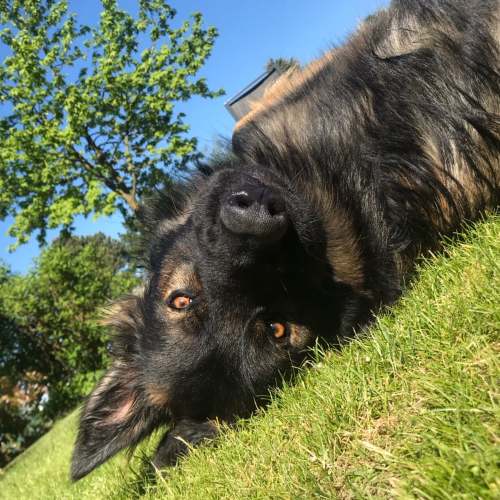 Hündin Paula liegt verspielt auf dem Rücken im Gras und schaut in die Kamera.